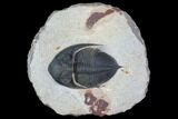 Bargain, Zlichovaspis Trilobite - Atchana, Morocco #100384-1